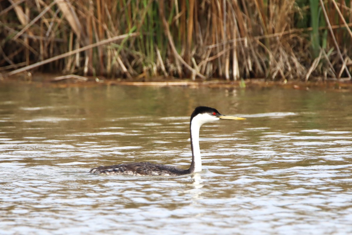 Western Grebe - ML618463226