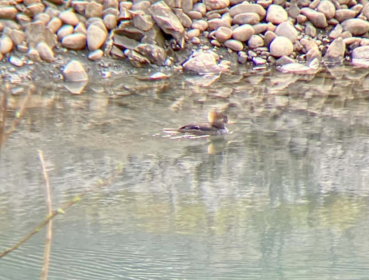 Hooded Merganser - ML618463233