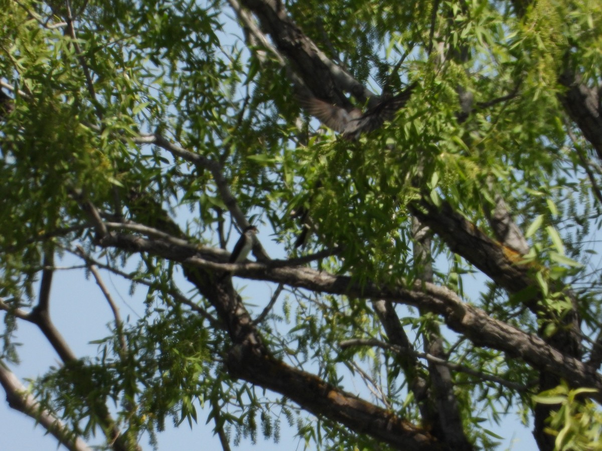 Tree Swallow - ML618463259