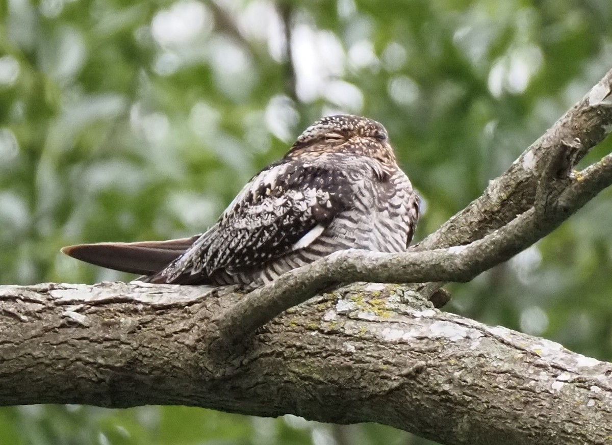 Common Nighthawk - ML618463264