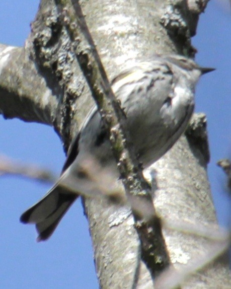 Yellow-rumped Warbler (Myrtle) - Samuel Harris