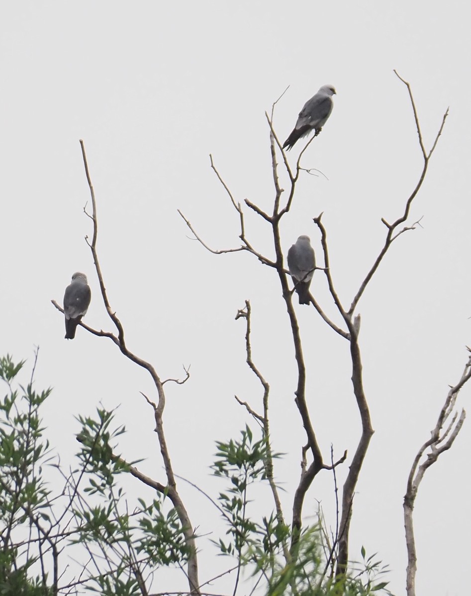 Mississippi Kite - Susan Andres