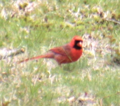 Northern Cardinal - ML618463281