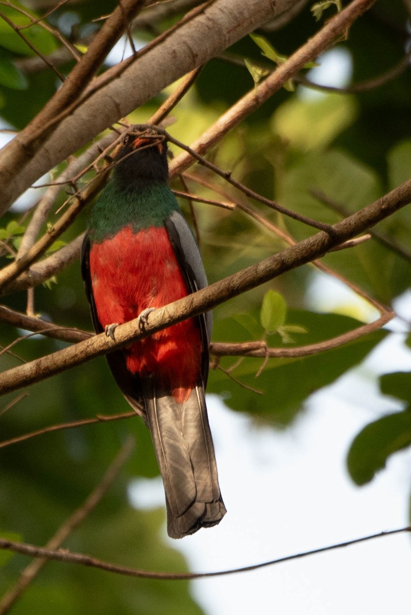 Slaty-tailed Trogon - Andrea Heine