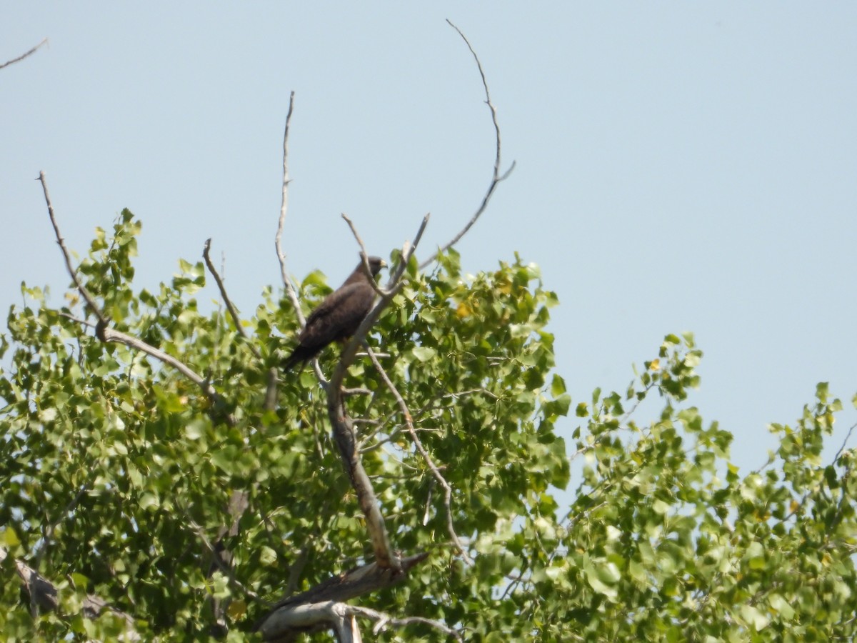 Swainson's Hawk - Bill Holland