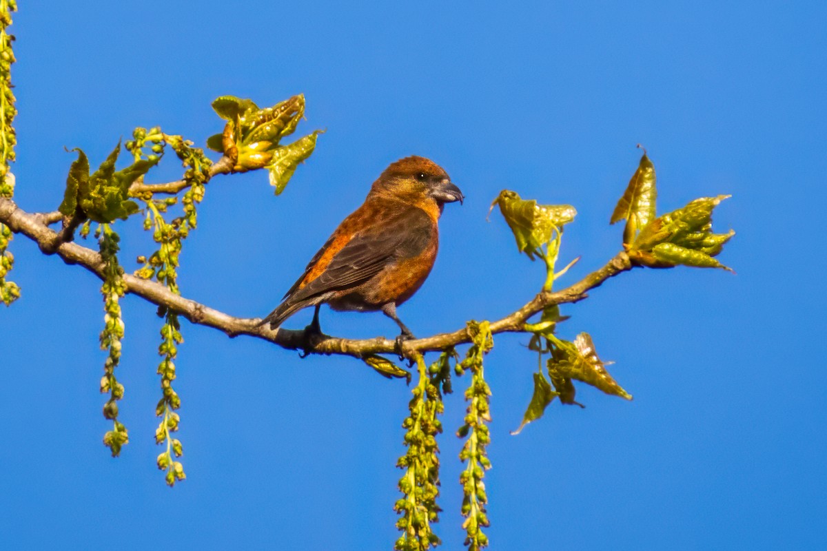 Red Crossbill - graichen & recer