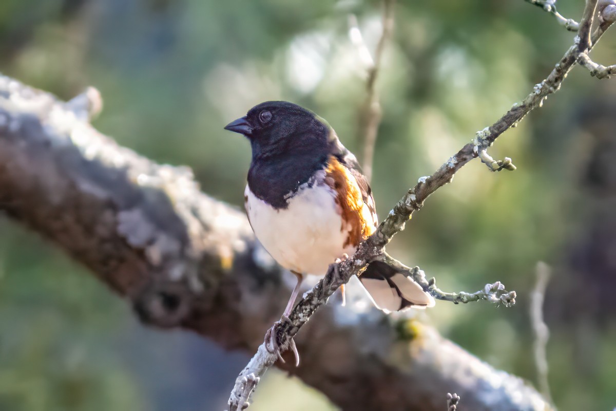 Eastern Towhee - ML618463362