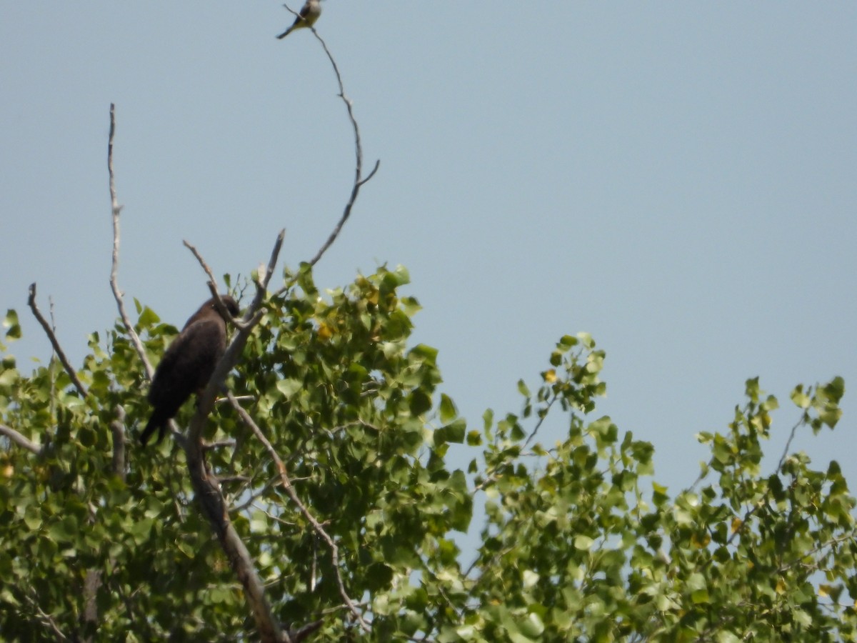 Swainson's Hawk - ML618463374