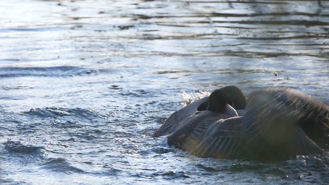 Canada Goose - ML618463412