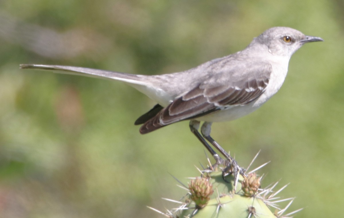 Northern Mockingbird - Barry Spolter