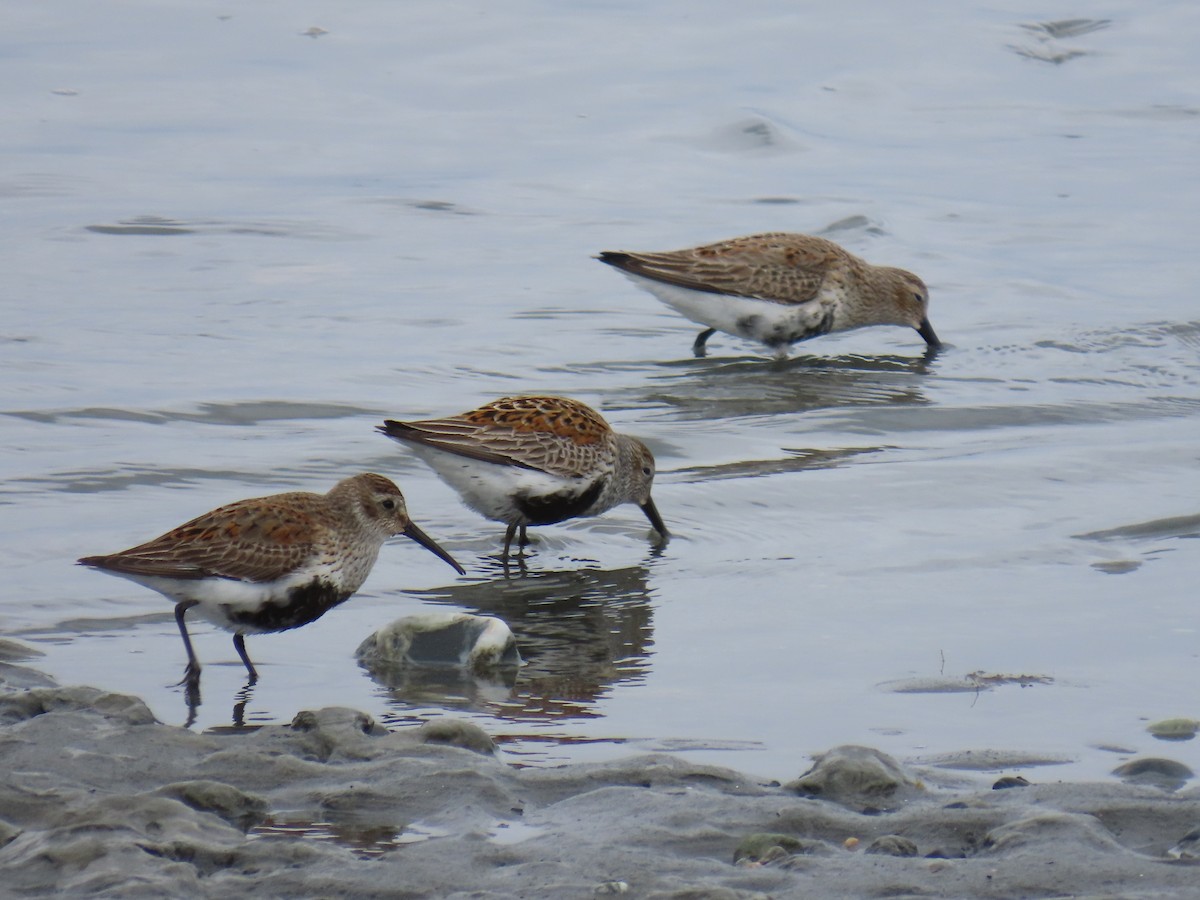 Dunlin - ML618463482