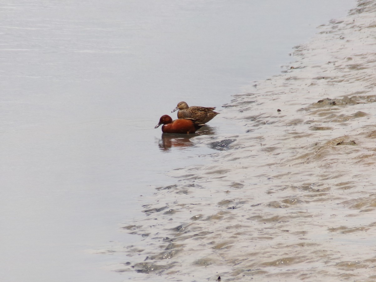 Cinnamon Teal - ML618463491