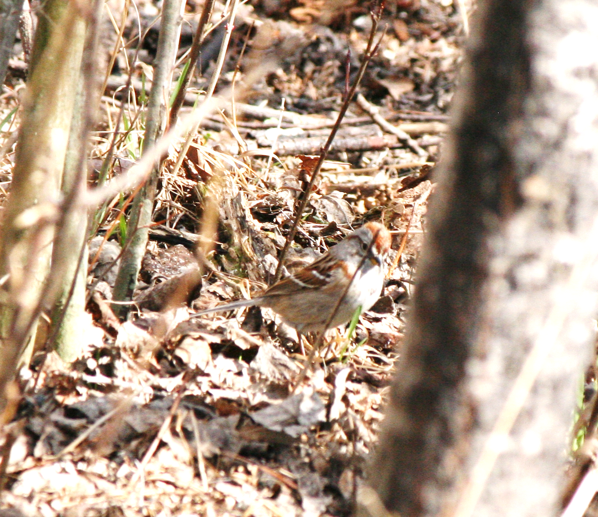 American Tree Sparrow - Muriel & Jennifer Mueller