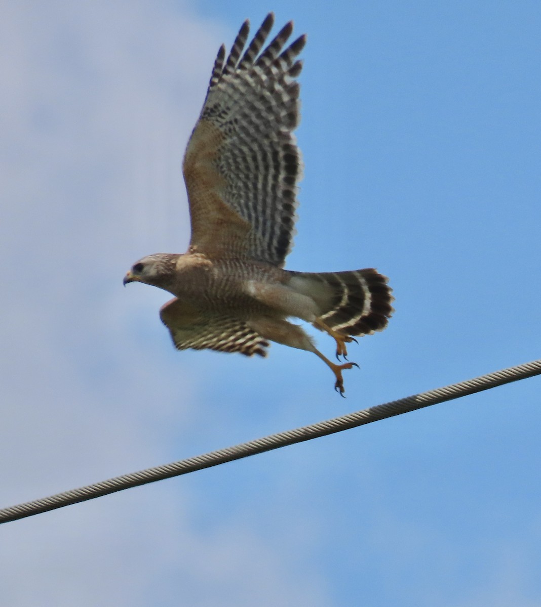 Red-shouldered Hawk (extimus) - ML618463602