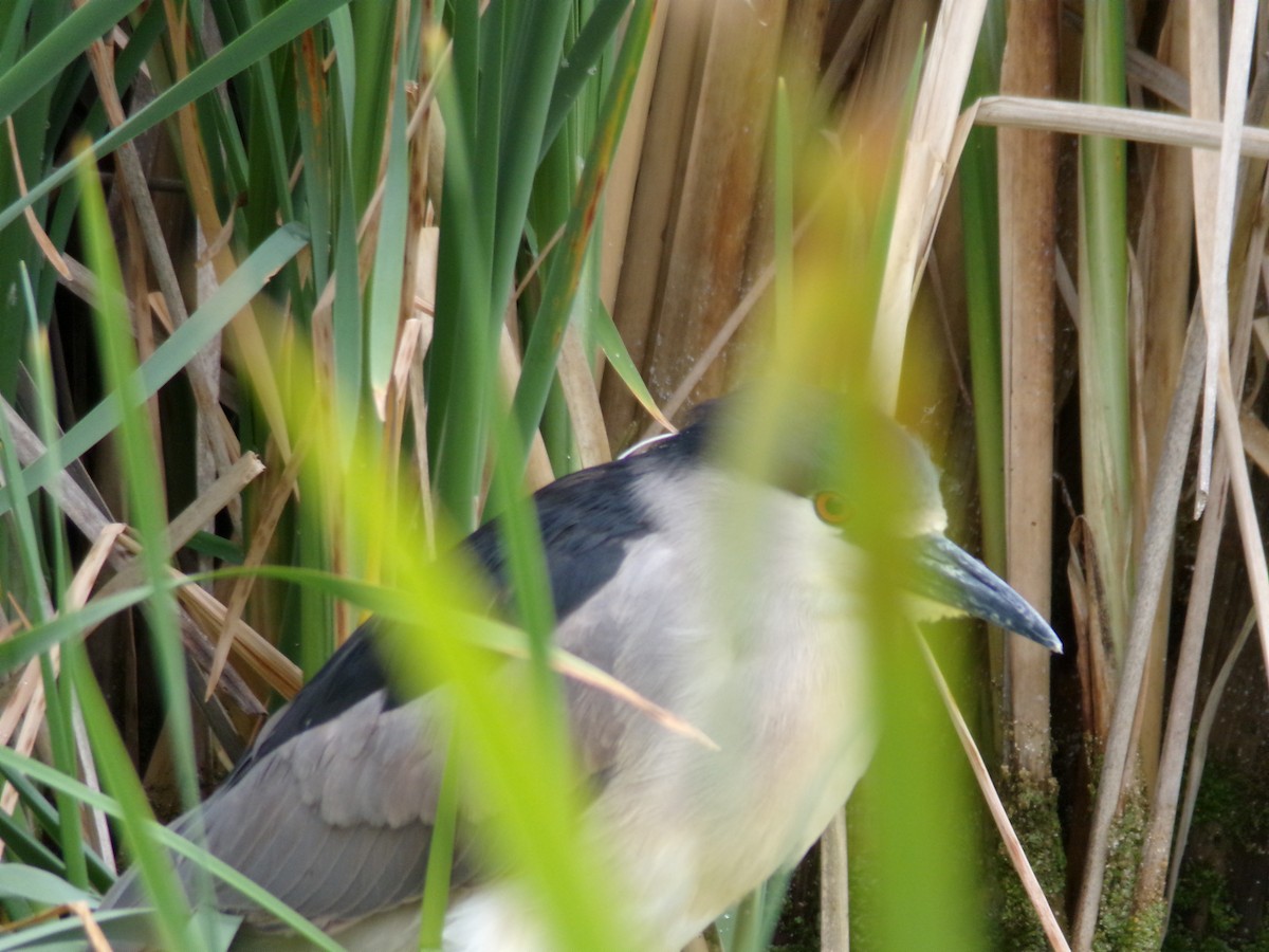 Black-crowned Night Heron - Ross Rabkin