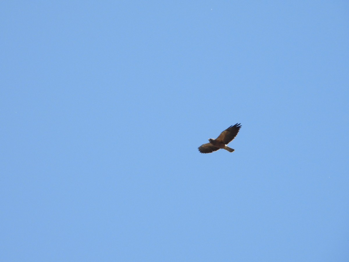 Swainson's Hawk - ML618463628