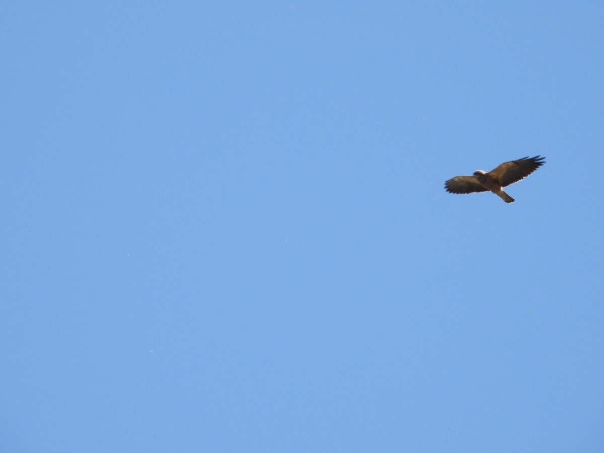 Swainson's Hawk - ML618463634