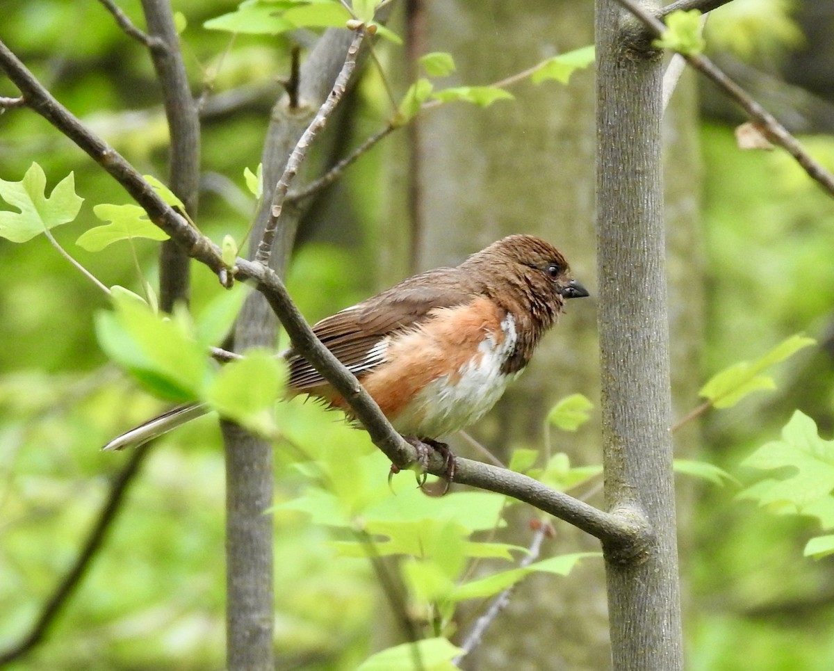 Eastern Towhee - ML618463654