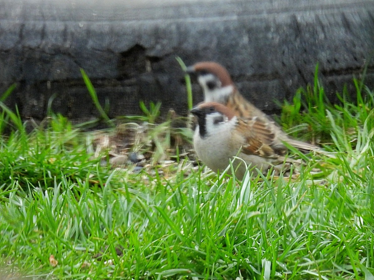 Eurasian Tree Sparrow - ML618463676