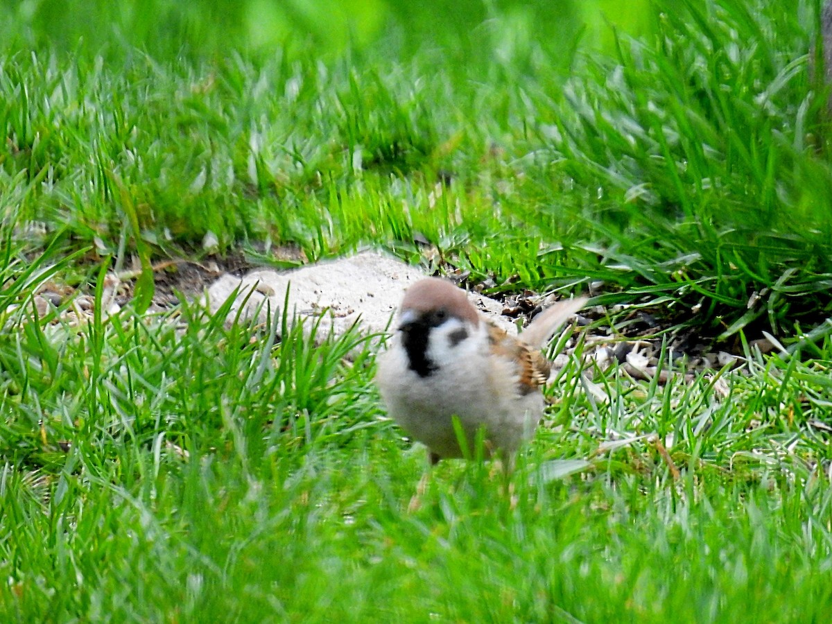 Eurasian Tree Sparrow - ML618463679