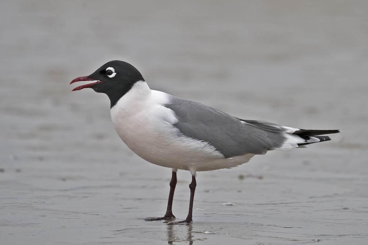 Mouette de Franklin - ML618463680