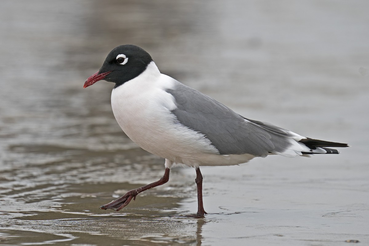 Franklin's Gull - Dave Jurasevich