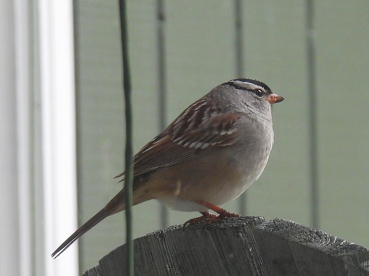 White-crowned Sparrow - ML618463716