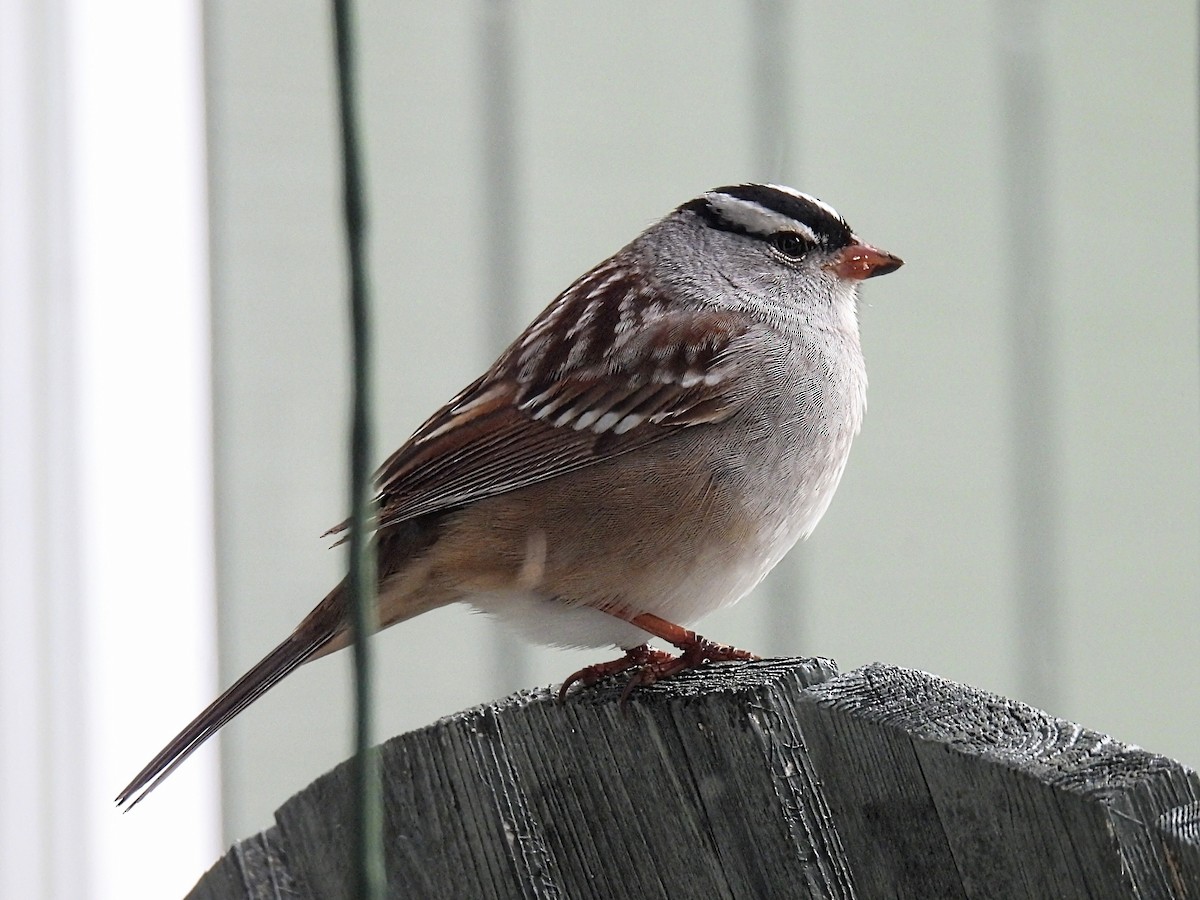 White-crowned Sparrow - ML618463719