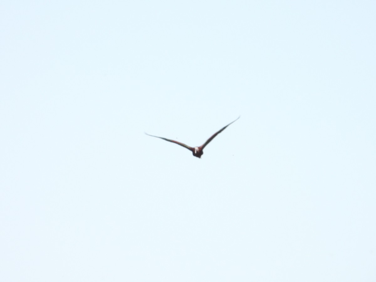 ibis americký - ML618463726
