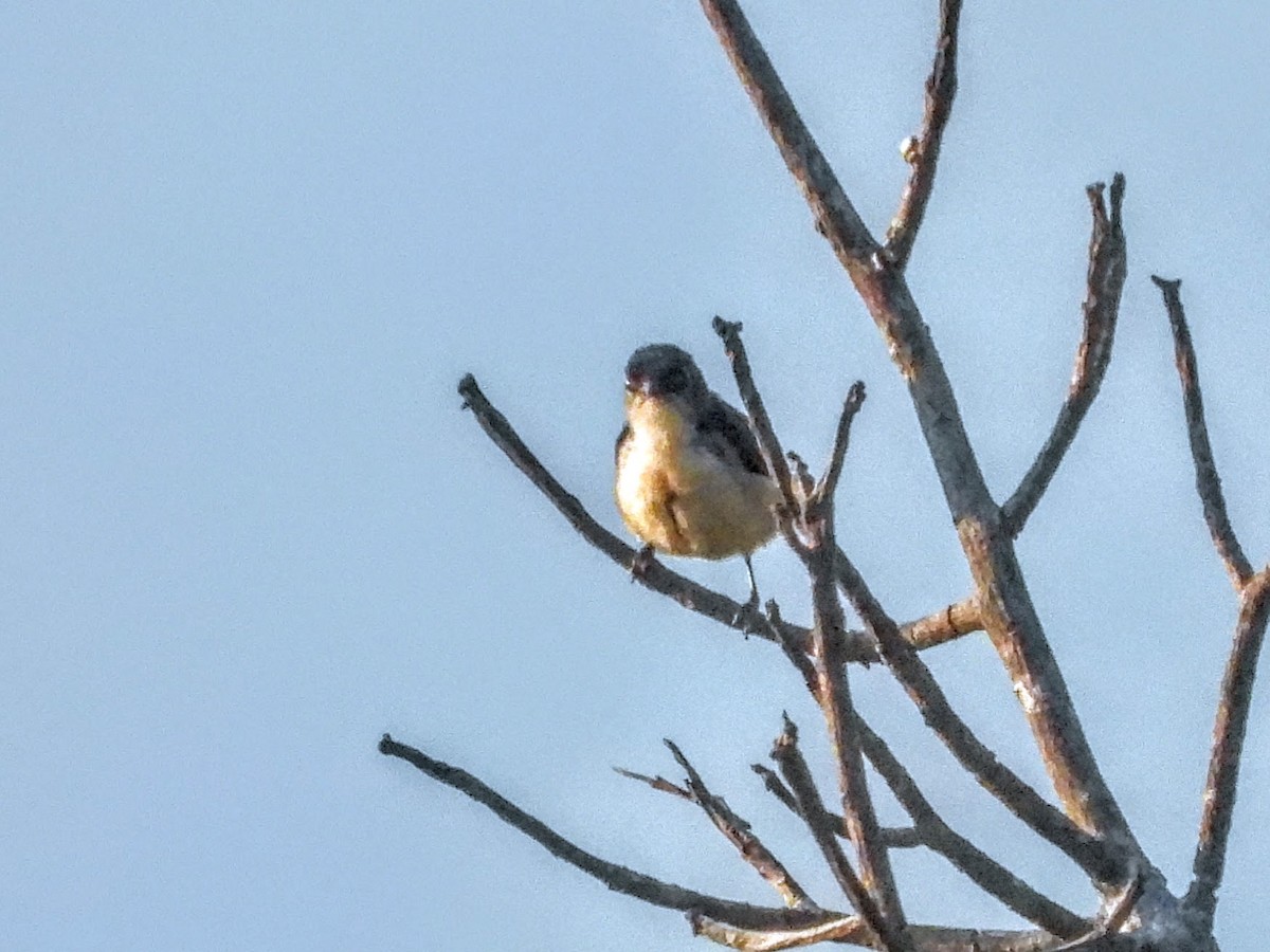 Cambodian Flowerpecker - ML618463741