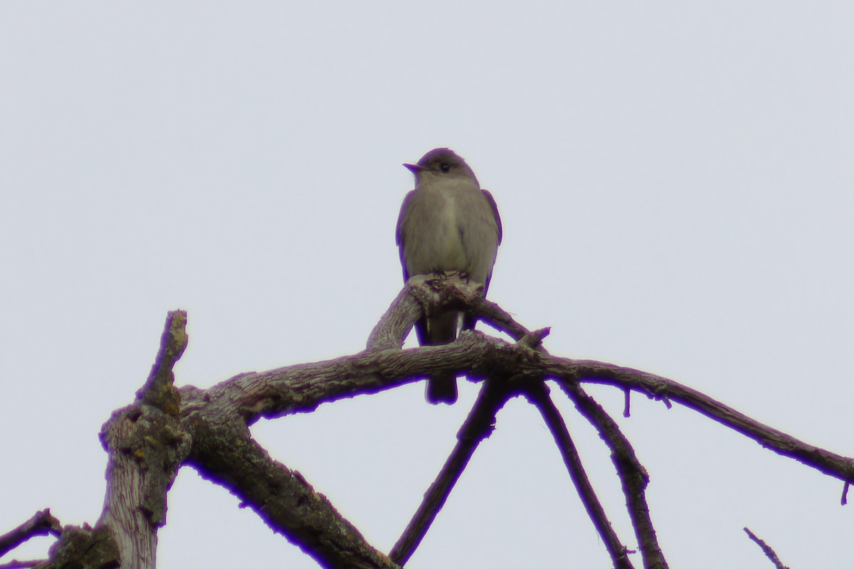 Western Wood-Pewee - Gary McLarty