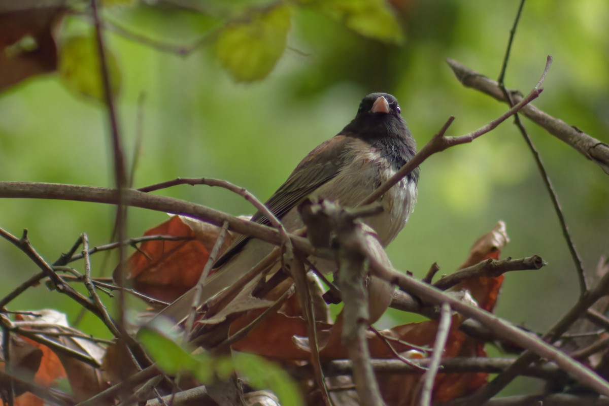 Junco ardoisé - ML618463765