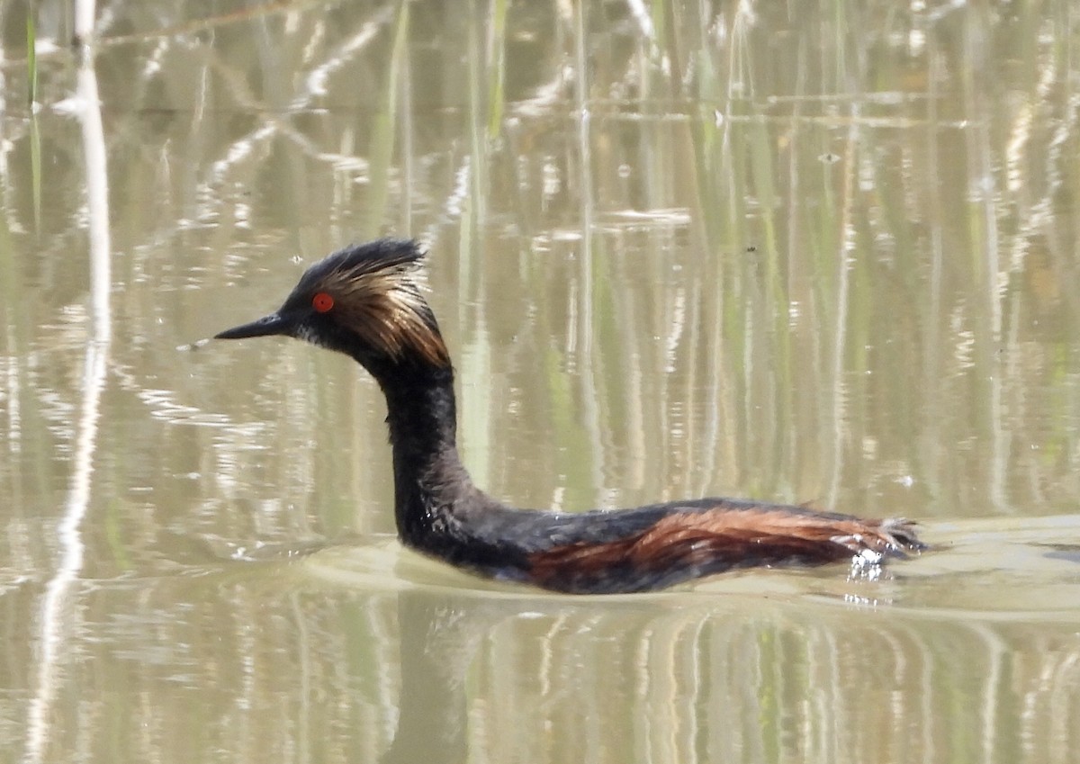 Халтар шунгуур - ML618463778