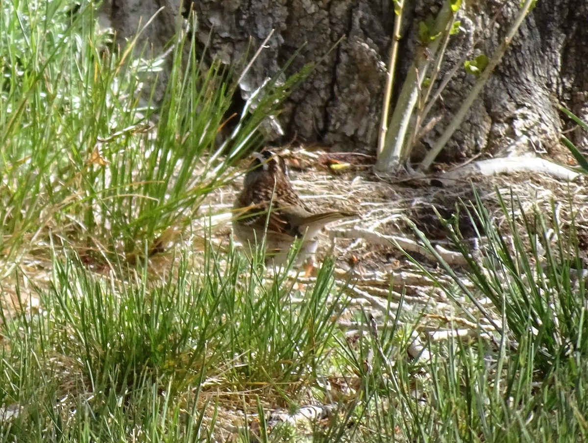 Bruant à gorge blanche - ML618463799