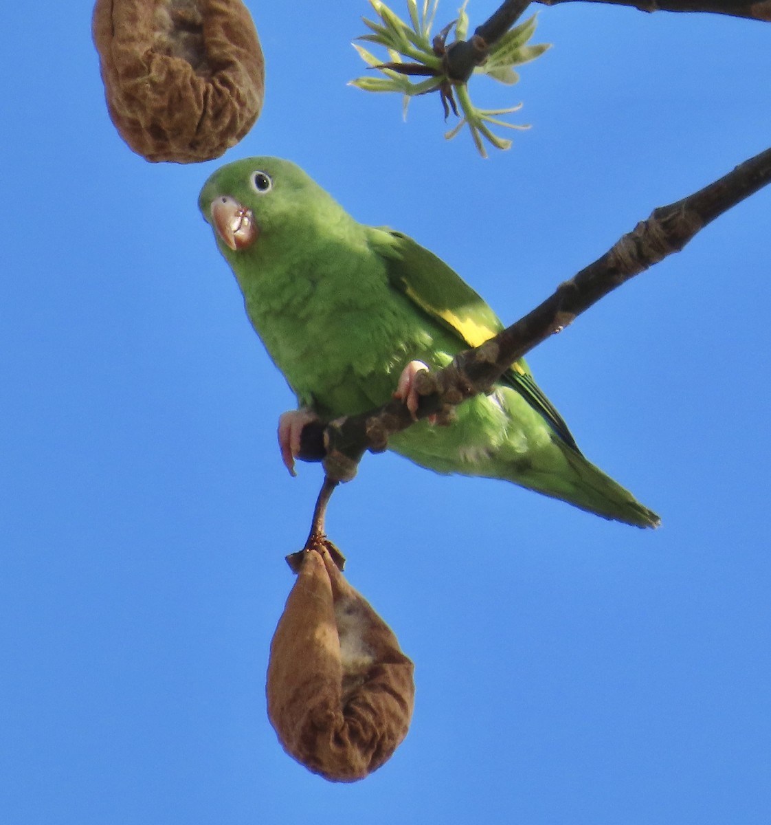 Yellow-chevroned Parakeet - ML618463839