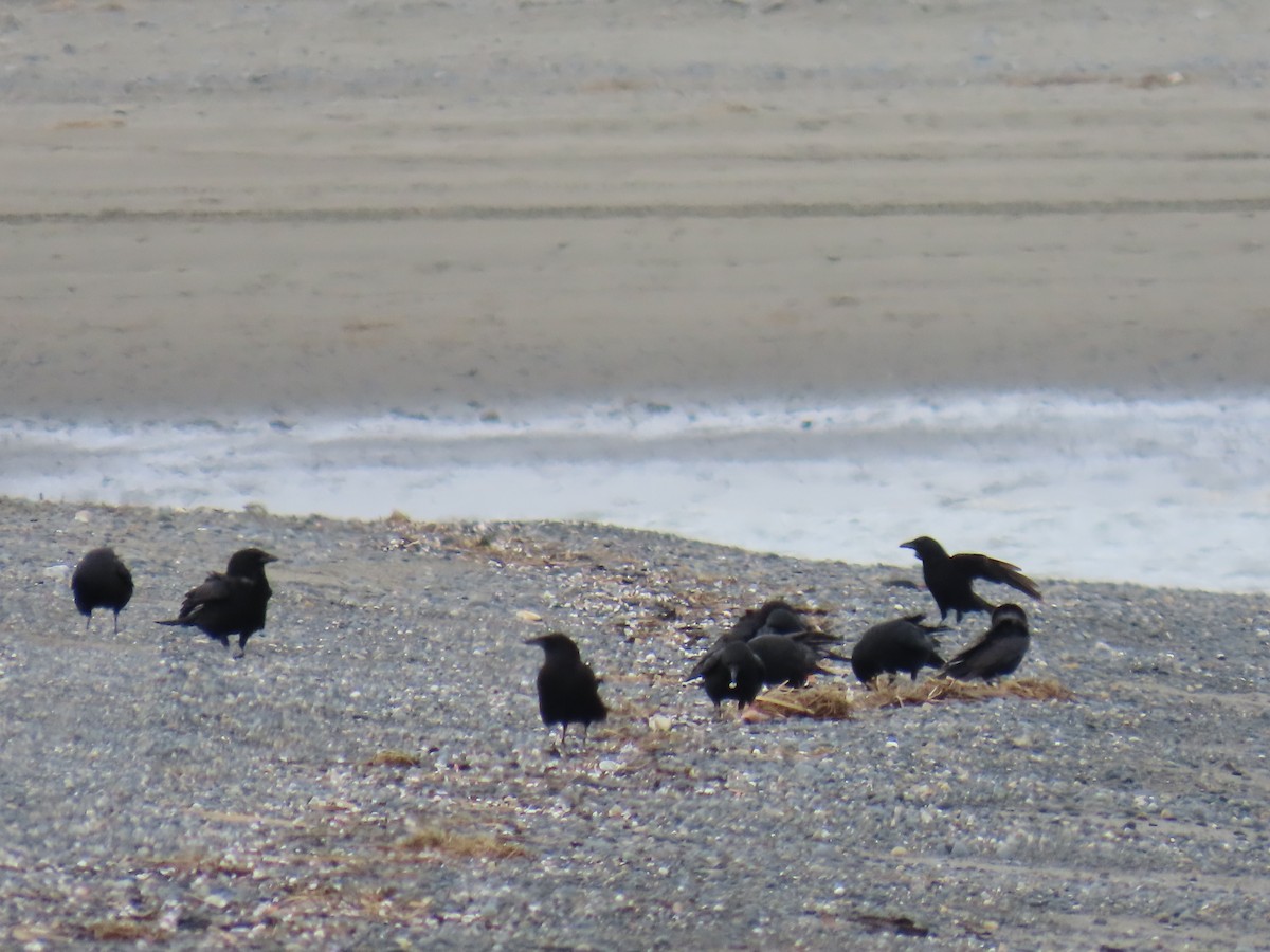 American Crow - ML618463842