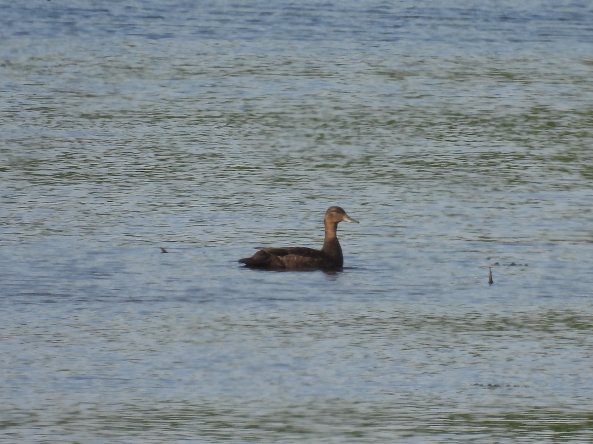 American Black Duck - Laura Minnich