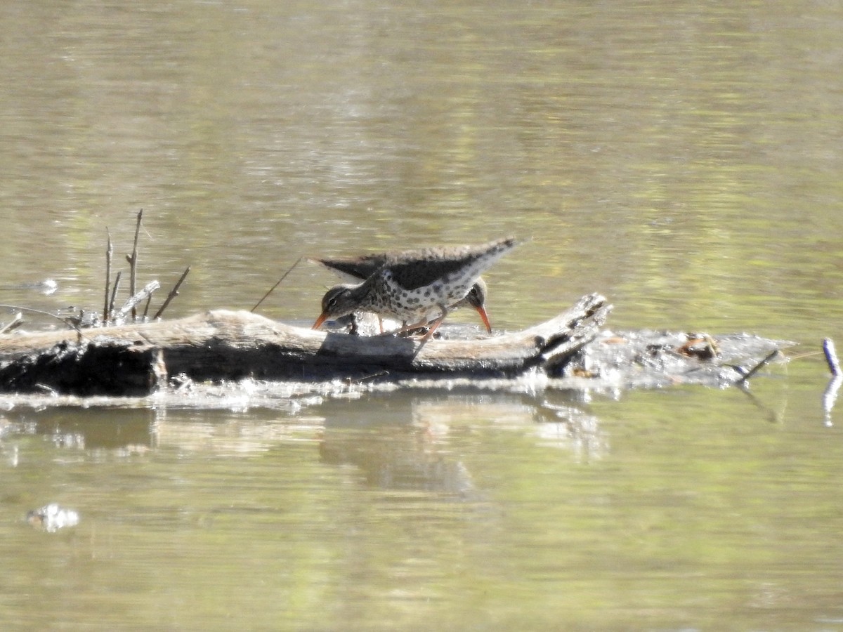 Spotted Sandpiper - ML618463853