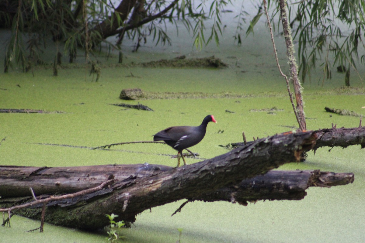 Gallinule d'Amérique - ML618463858