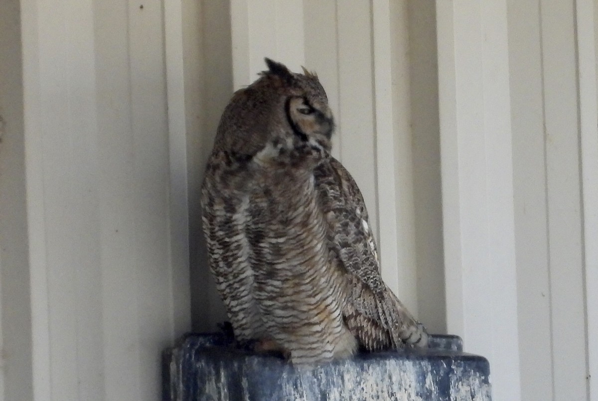 Great Horned Owl - Kyle Fisher