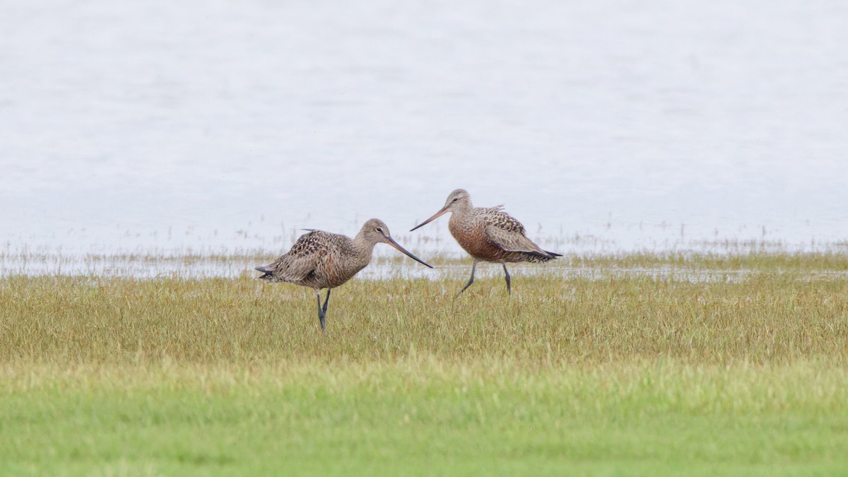 Hudsonian Godwit - ML618463877