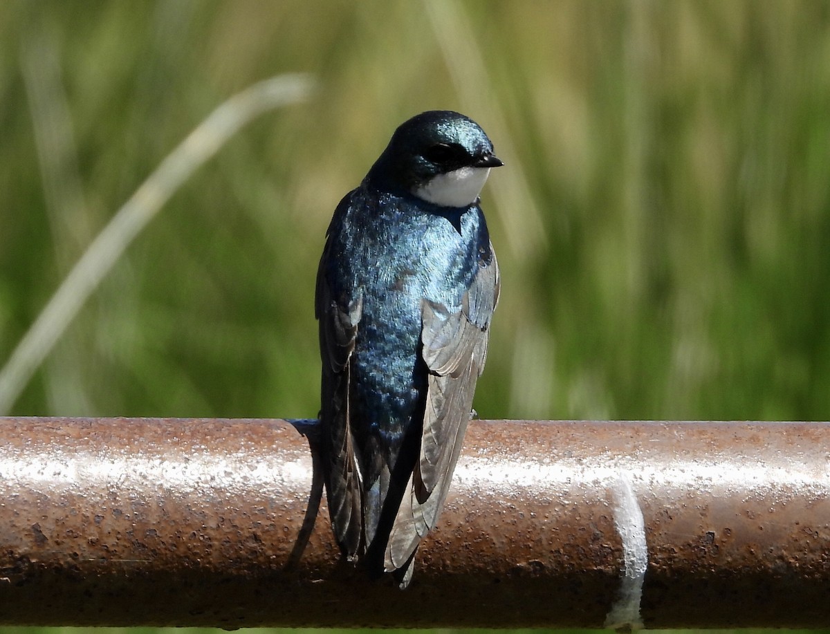 Tree Swallow - Kyle Fisher