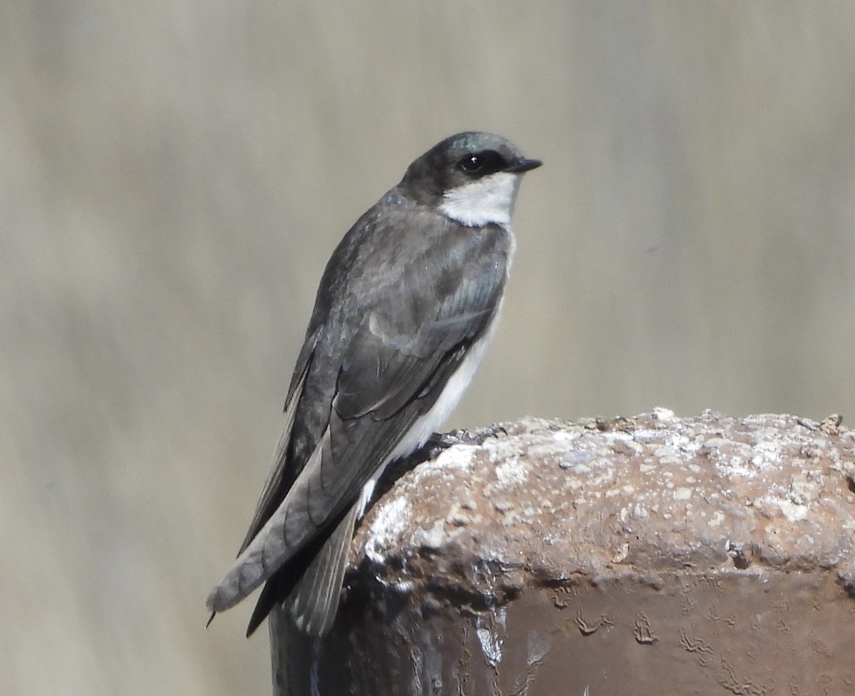 Tree Swallow - Kyle Fisher