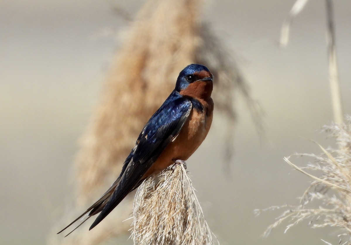 Barn Swallow - Kyle Fisher