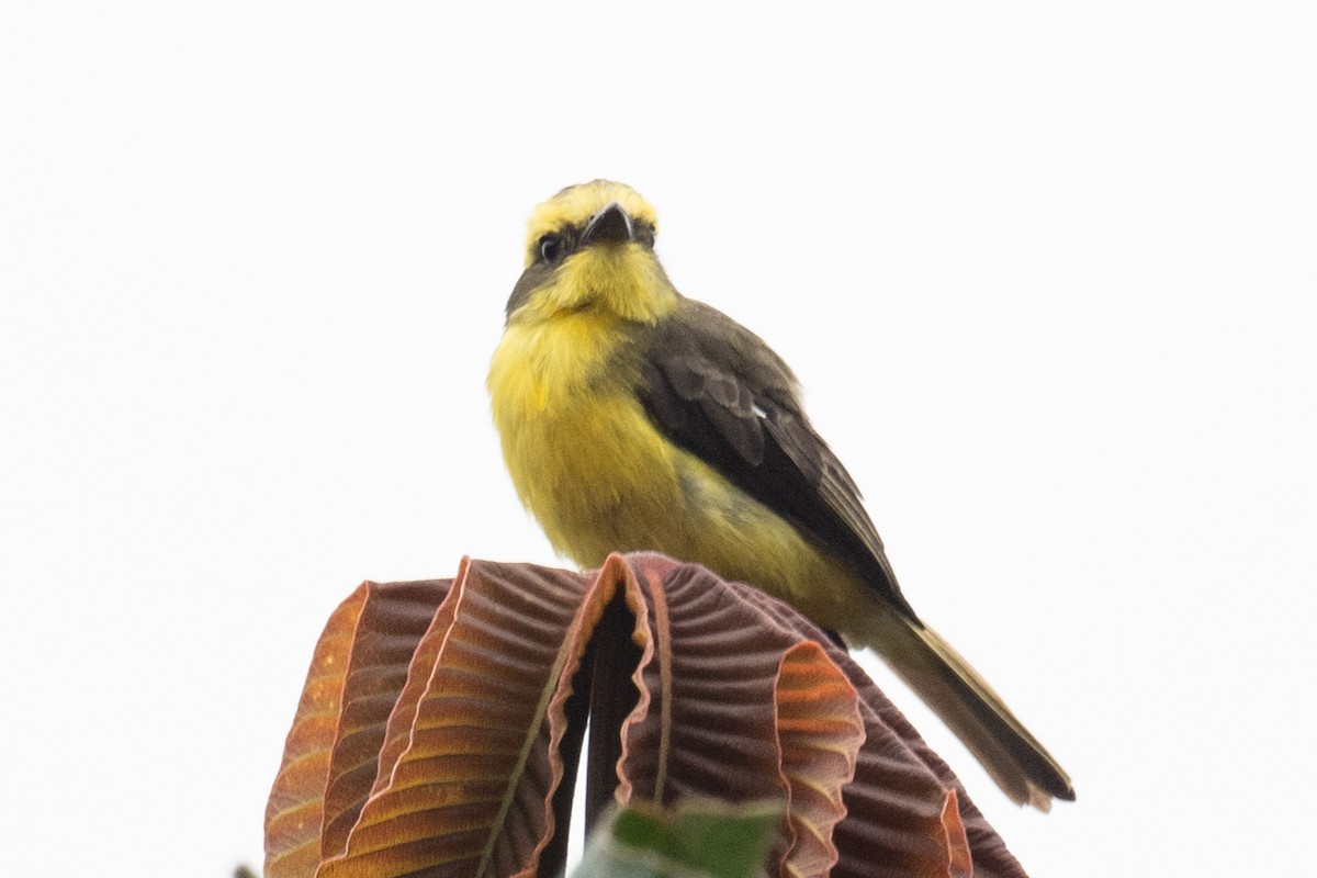 Lemon-browed Flycatcher - Ross Bartholomew
