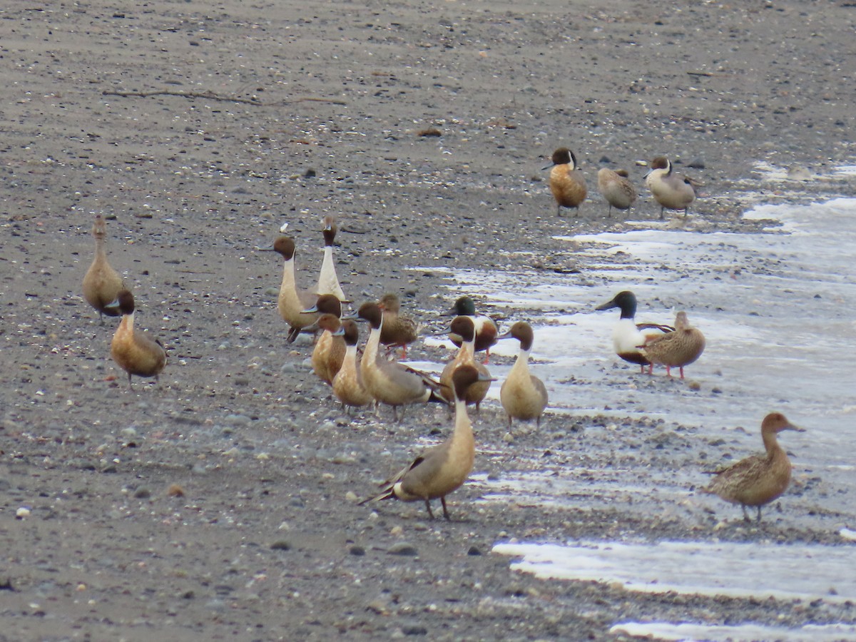 Northern Pintail - ML618463932