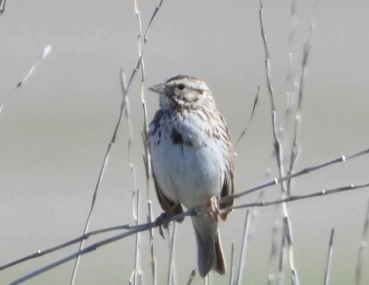 Savannah Sparrow - Kyle Fisher