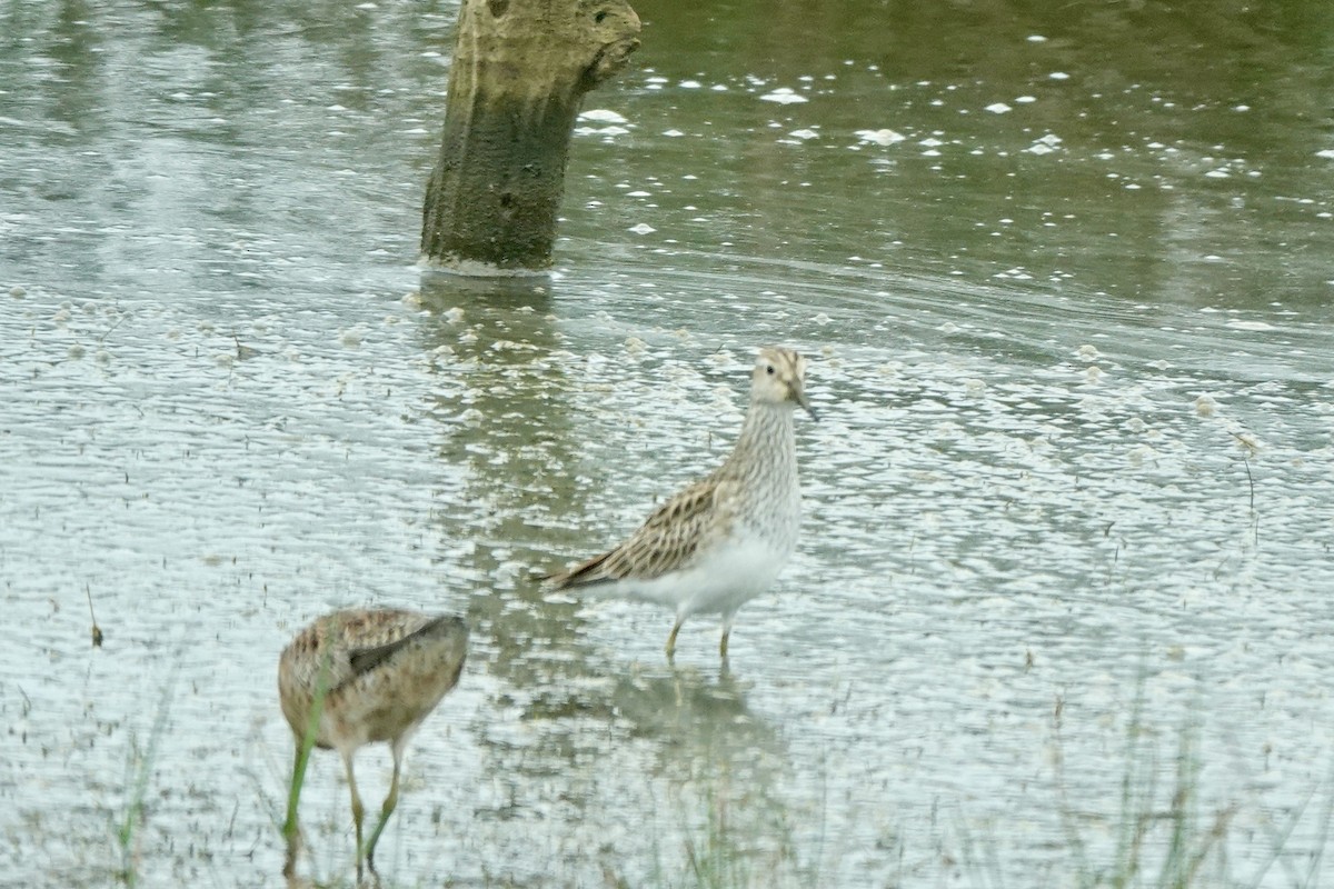 Graubrust-Strandläufer - ML618463960