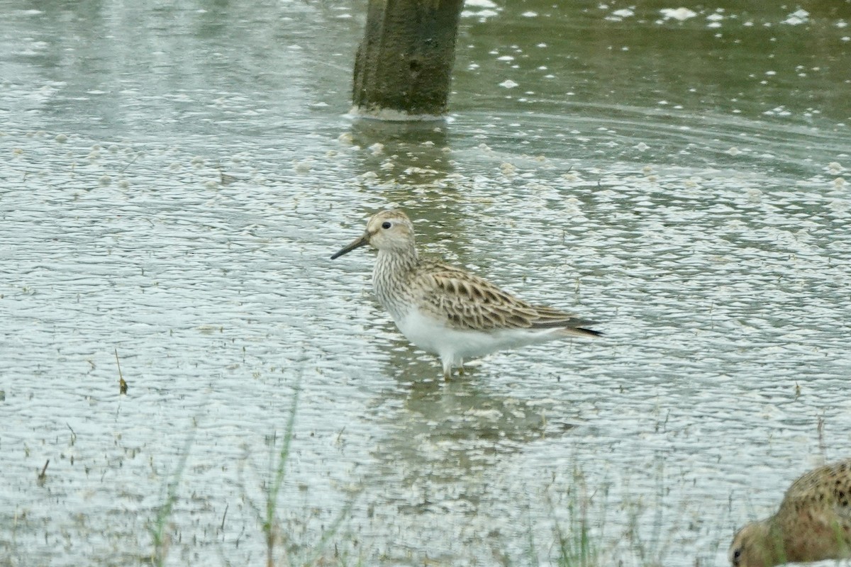 Pectoral Sandpiper - Bob Greenleaf