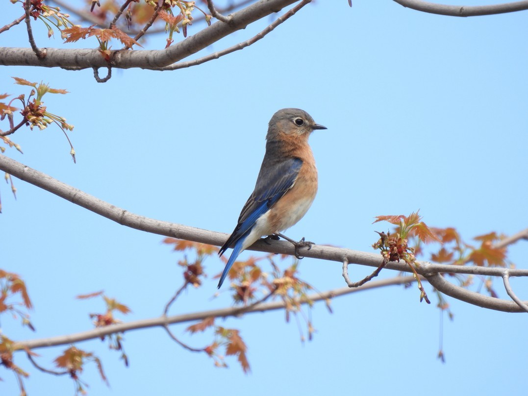 Eastern Bluebird - ML618463965